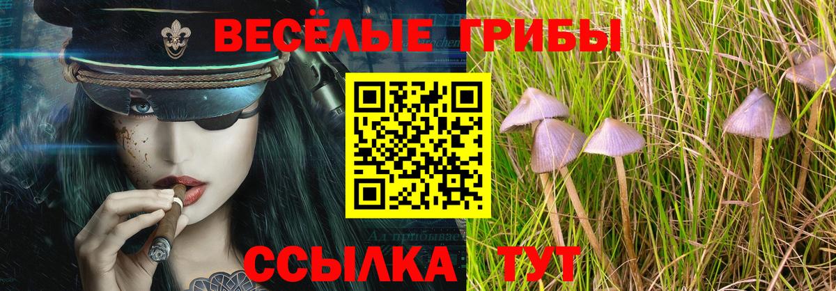 Галлюциногенные грибы Psilocybe  Вход с VPN  Белая Калитва 
